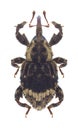 Beetle Trachodes hystrix