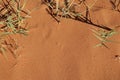 Beetle Tracks in the Desert Sand