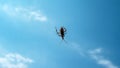 A beetle on transparent glass, an unknown insect,a beautiful sky against the background of an insect.