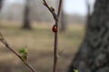 A beetle on a tree branch in the spring in the forest ladybug crawls Royalty Free Stock Photo