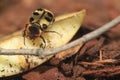 Beetle trichius fasciatus Royalty Free Stock Photo