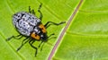 Beetle, Tropical Rainforest, Costa Rica Royalty Free Stock Photo