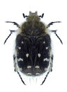 Beetle Tropinota Epicometis hirta