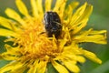 Beetle Tropinota hirta eats pollen from a yellow dandelion