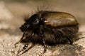 Beetle Tropinota squalida canariensis.