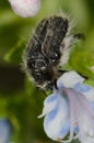 Beetle Tropinota squalida canariensis feeding on a flower of Echium decaisnei.