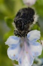 Beetle Tropinota squalida canariensis feeding on a flower of Echium decaisnei.