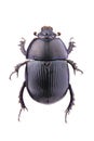 Beetle - Trypocopris vernalis isolated on white Royalty Free Stock Photo