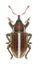 Beetle Tychius uralensis