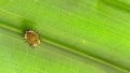 Beetle under a leaf spiky shorty Royalty Free Stock Photo