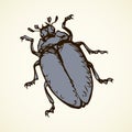 Beetle. Vector drawing