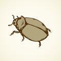 Beetle. Vector drawing