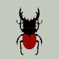 Beetle, vector illustration,flat style,front side