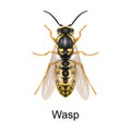 Beetle wasp vector icon.Realistic vector icon isolated on white background beetle wasp.