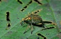 Beetle weevil Royalty Free Stock Photo