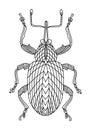 Beetle weevil coloring book. Walnut beetle