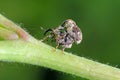 Beetle of the weevil family curculionidae on a raspberry plant in the garden.