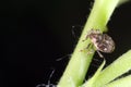 Beetle of the weevil family curculionidae on a raspberry plant in the garden.