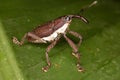 Beetle weevil. Royalty Free Stock Photo