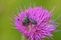 Beetle weevil in summer Royalty Free Stock Photo
