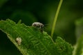 Beetle weevil (Otiorhynchus) eat green leaf. Close-up view of the insect Royalty Free Stock Photo