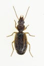 Cymindis lineola is a species of beetle in the Carabidae family