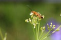 Beetle on the white flower