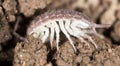 Beetle wood louse in the ground. macro Royalty Free Stock Photo