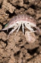 Beetle wood louse in the ground. macro Royalty Free Stock Photo
