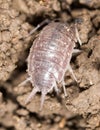 Beetle wood louse in the ground. macro Royalty Free Stock Photo