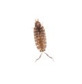 Beetle wood louse isolated on white background Royalty Free Stock Photo