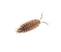 Beetle wood louse isolated on white background Royalty Free Stock Photo