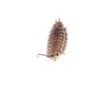 Beetle wood louse isolated on white background Royalty Free Stock Photo