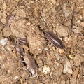 Beetle wood louse in nature Royalty Free Stock Photo