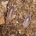 Beetle wood louse in nature Royalty Free Stock Photo