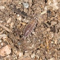 Beetle wood louse in nature Royalty Free Stock Photo