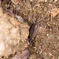 Beetle wood louse in nature Royalty Free Stock Photo