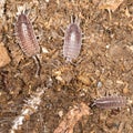 Beetle wood louse in nature Royalty Free Stock Photo