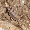 Beetle wood louse in nature Royalty Free Stock Photo