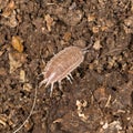 Beetle wood louse in nature Royalty Free Stock Photo