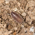 Beetle wood louse in nature Royalty Free Stock Photo