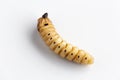 Beetle Worm of Scarab Beetle is dangerous insect pest with Mango tree borer. Batocera rufomaculata for eating as food edible