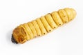 Beetle Worm of Scarab Beetle is dangerous insect pest with Mango tree borer. Batocera rufomaculata for eating as food edible