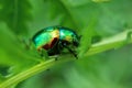 Beetle (chrysolina fastuosa) hiding in the leaves