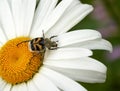 Beetle with yellow and black spots pollinates chamomile flower