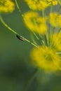 Beetle on a yellow dill flower on a green background. Gentle macro Royalty Free Stock Photo