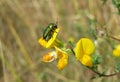 Beetle on yellow lathyrus flower, closeup