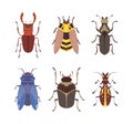 Beetles and Bugs as Winged Crawling and Creeping Insect Vector Set