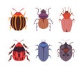 Beetles and Bugs as Winged Crawling and Creeping Insect Vector Set