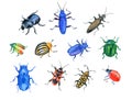 Beetles and bugs Set of different beetles and bugs Royalty Free Stock Photo